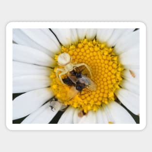 Tiny crab spider (likely male Misumena vatia) with lots of prey Sticker